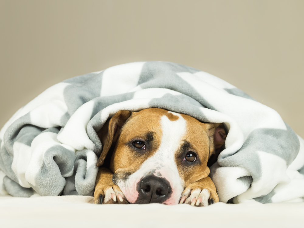Tout ce qu’il faut savoir sur les crises d’hypoglycémie des chiens