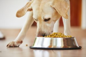 régime alimentaire équilibré chez le chien