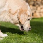 Mon_chien_vomit