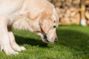 Mon_chien_vomit