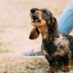 Comment faire stopper les aboiements d’un chien qui a peur
