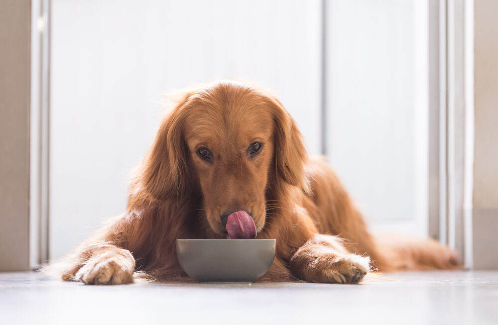Alimentation pour chien : sans gluten ou sans céréales ?