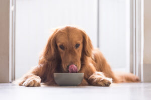 alimentation pour chien