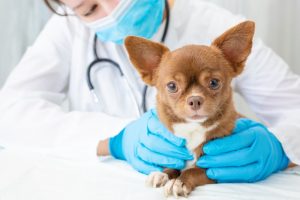 Consulter un vétérinaire
