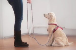 bien dresser et éduquer son chien