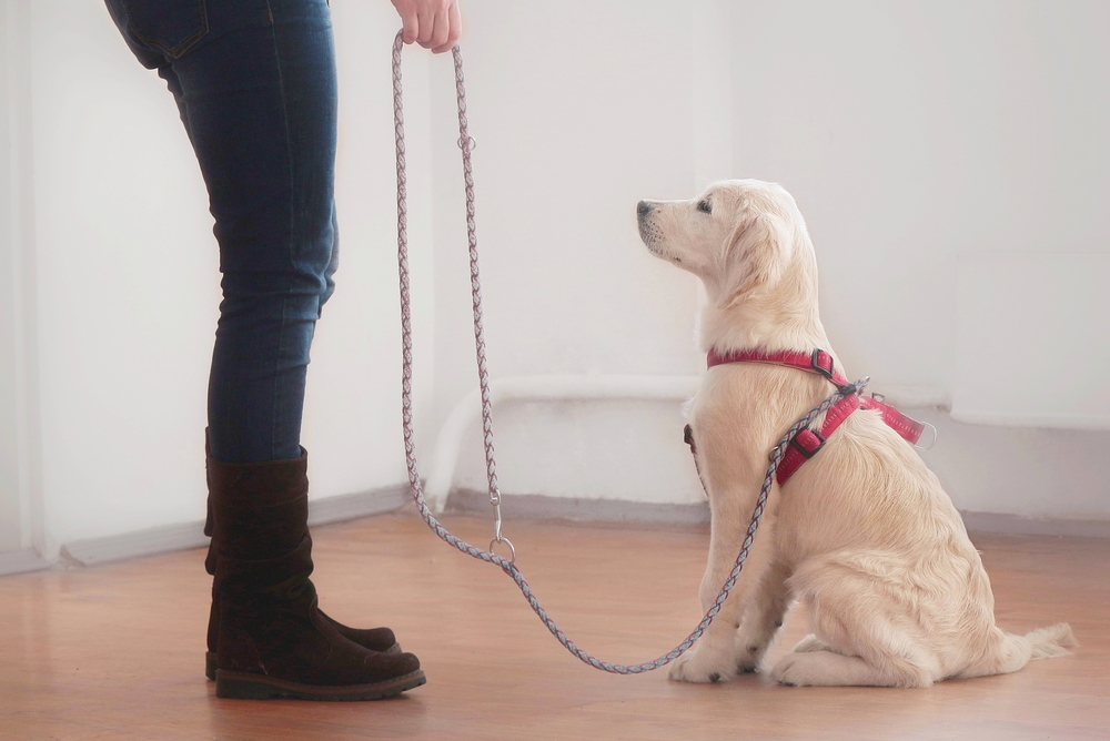 Réussir à bien dresser et éduquer son chien