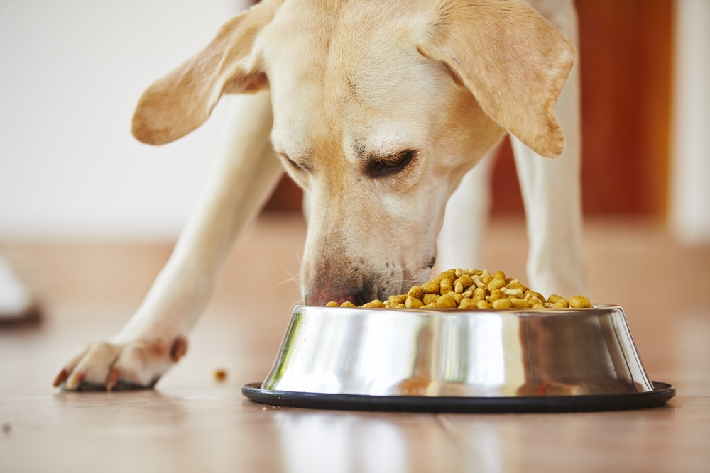 Les trois bases d’un régime alimentaire équilibré chez le chien