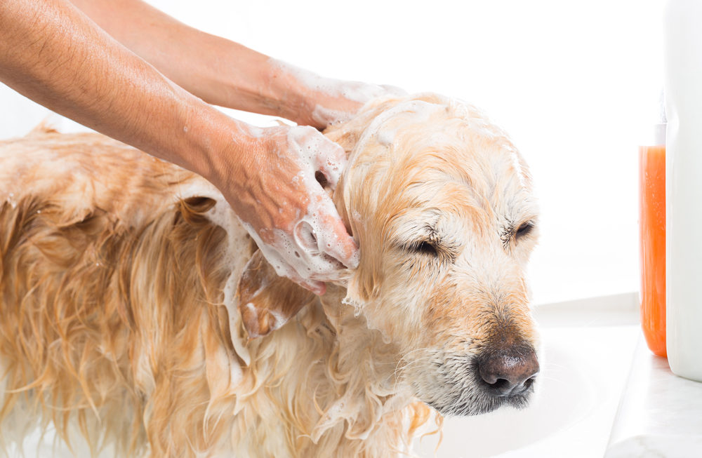 Avec quel shampoing laver son chien ?