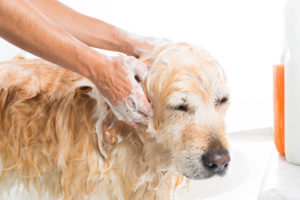 shampoing pour chien