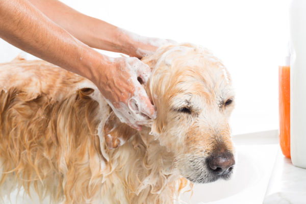 Avec quel shampoing laver son chien ?