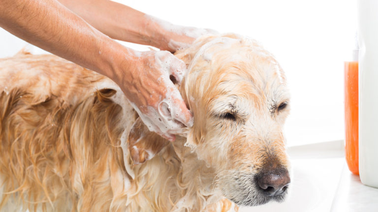 shampoing pour chien