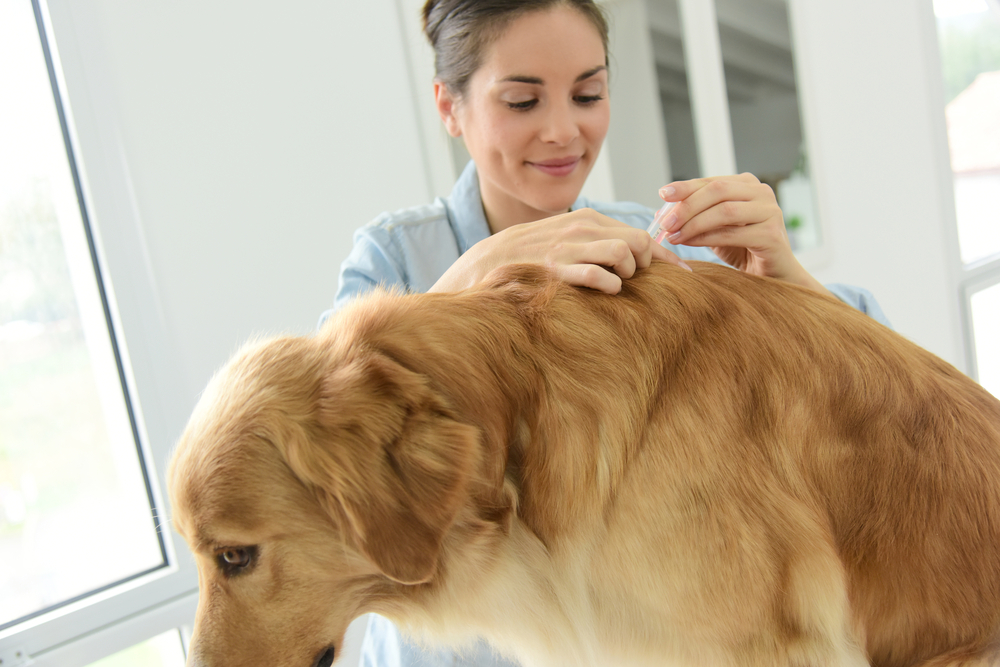 Quelques astuces efficaces pour tuer les puces de mon chien