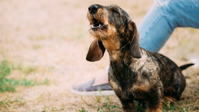 Comment faire stopper les aboiements d’un chien qui a peur