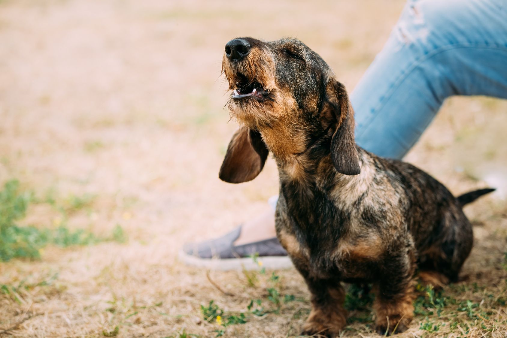 Comment faire stopper les aboiements d’un chien qui a peur