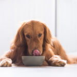 alimentation pour chien