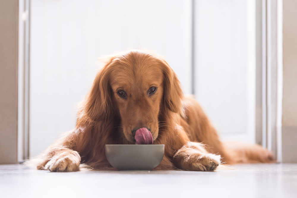 alimentation pour chien