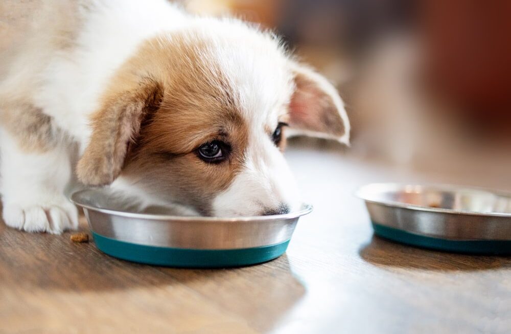 Choisir les meilleurs ingrédients et respecter les quantités quotidiennes pour une alimentation saine de votre chien