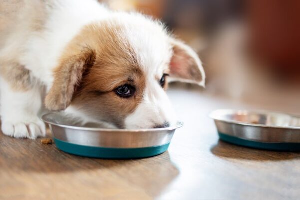 Choisir les meilleurs ingrédients et respecter les quantités quotidiennes pour une alimentation saine de votre chien