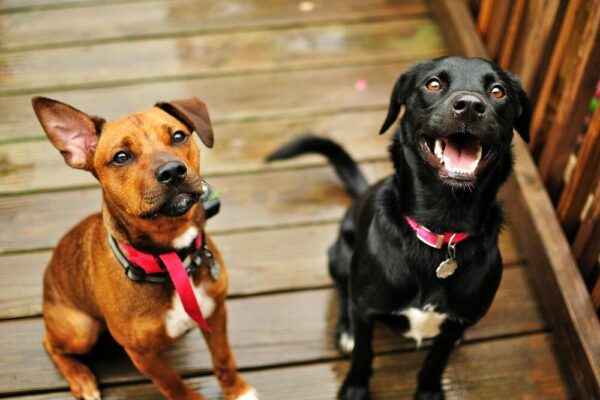 Fleurs de Bach pour les chiens stressés ou anxieux : nos conseils